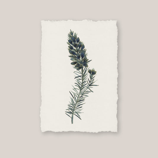Cornish Heath Print